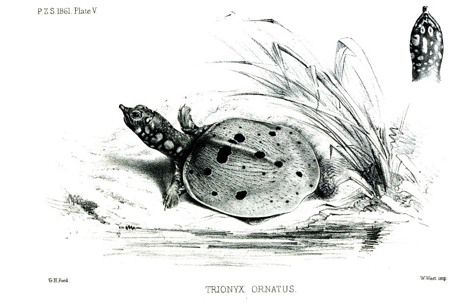 Amyda cartilaginea (syn. Trionyx ornatus)