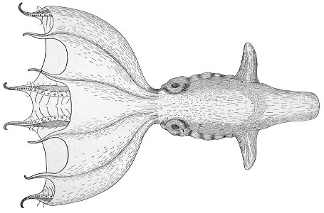 FALSE drawing of Stauroteuthis syrtensis photo