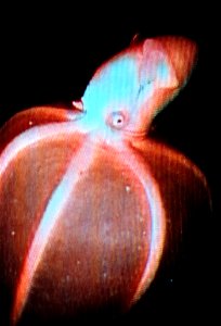 From de:Bild:Vampyroteuthis.jpg, Uploaded 21:15, 5. Jan 2004 by de:Benutzer:Necrophorus.  Original description:  Aus dem GIMP-Archiv  :Probably misidentified - seems to be a Stauroteuthis syrtensis fr