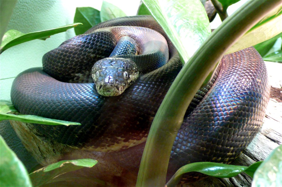 Savu python (Liasis mackloti savuensis)