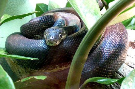 Savu python (Liasis mackloti savuensis)
