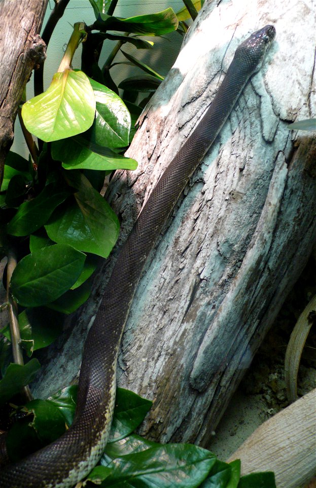 Savu python (Liasis mackloti savuensis)