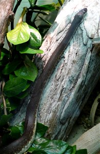 Savu python (Liasis mackloti savuensis)