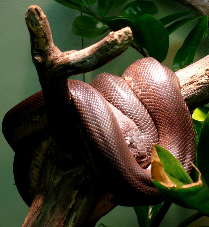 Savu python (Liasis mackloti savuensis)