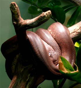 Savu python (Liasis mackloti savuensis)