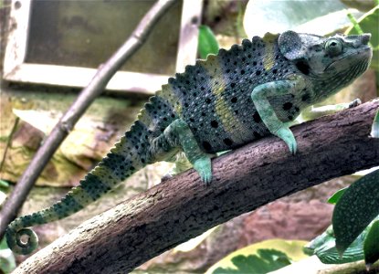 Meller’s Chameleon Chamaeleo melleri at  Bristol Zoo, Bristol, England