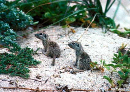 Spotted ground squirrels (Spermophilus spilosoma) photo