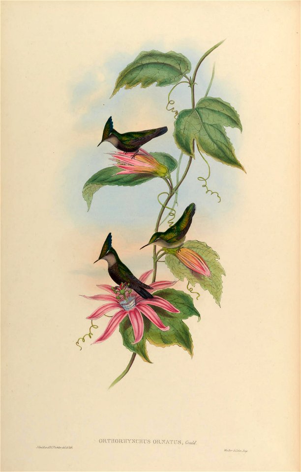 Orthorhynchus ornatus = Orthorhynchus cristatus ornatus [1]