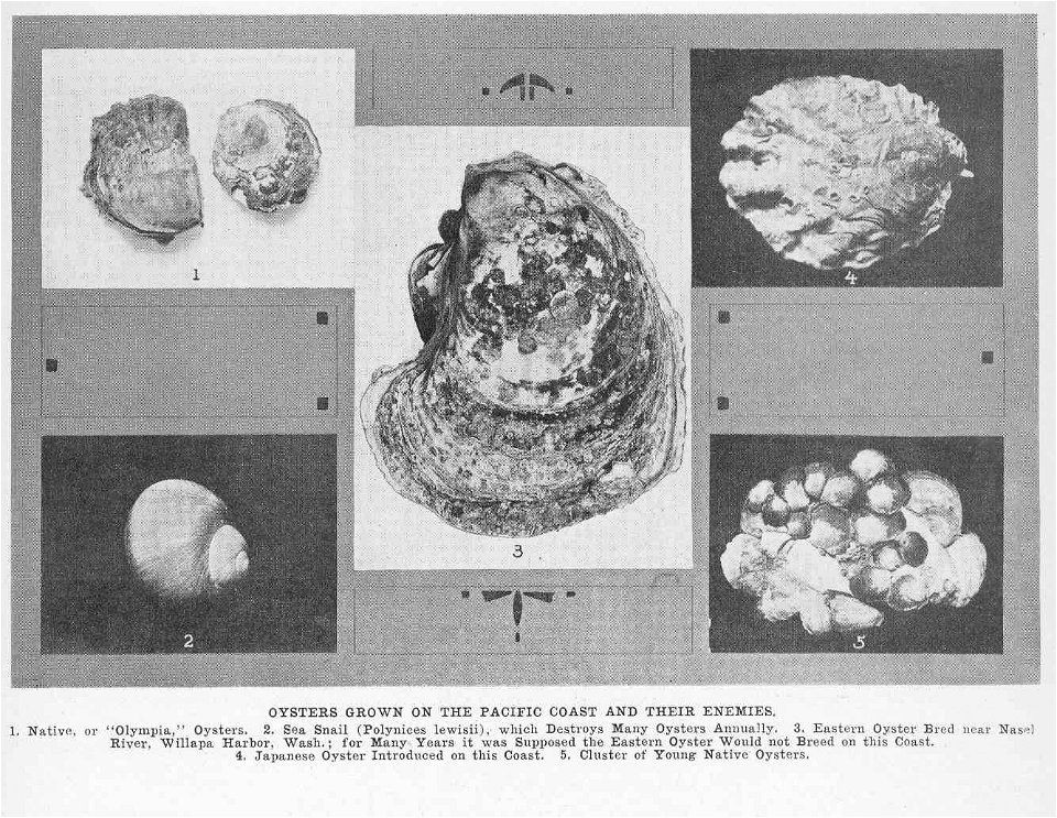 "Olympia" oyster, Ostrea lurida, Sea Snail Neverita lewisii syn. Polinices lewisii

 Oysters Grown on the Pacific Coast and Their Enemies :
1. Native, or 'Olympia' Oysters .
2. Sea Snail (Polynic