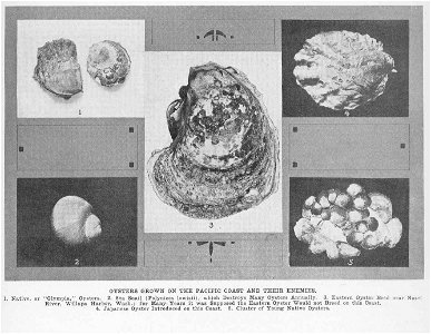 "Olympia" oyster, Ostrea lurida, Sea Snail Neverita lewisii syn. Polinices lewisii

 Oysters Grown on the Pacific Coast and Their Enemies :
1. Native, or 'Olympia' Oysters .
2. Sea Snail (Polynic