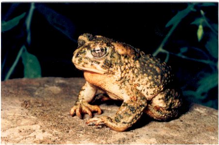 Image title: Anaxyrus californicus
Image from Public domain images website, http://www.public-domain-image.com/full-image/fauna-animals-public-domain-images-pictures/reptiles-and-amphibians-public-dom
