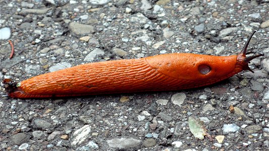 Rote Wegschnecke (Arion rufus)