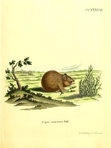 CCXXXVII. 
L epxLs 1-n.iiiixtLi* PalL 

JeA.A^c/sh^e/ Jb.mmhib.