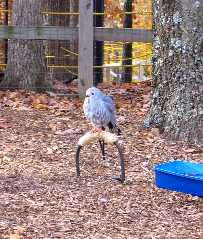 Photograph of Lizard Buzzard. Taken by Nathan Barlow at the Wild Bird Sanctuary in St. Louis, MO. Believed to be the only example of this species in captivity in North America.