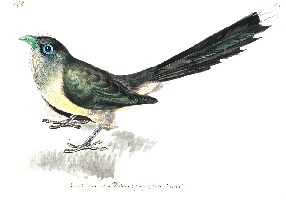 Small green-billed malkoha by Elizabeth Gwillim