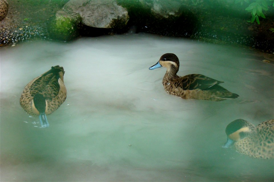 Hottentot teal (Spatula hottentota. Habitat: Southern Africa. Taken by Christfried Naumann at Zoo Berlin, 2008-05-27.