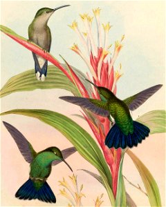 Lampornis viridis = Anthracothorax viridis [1]