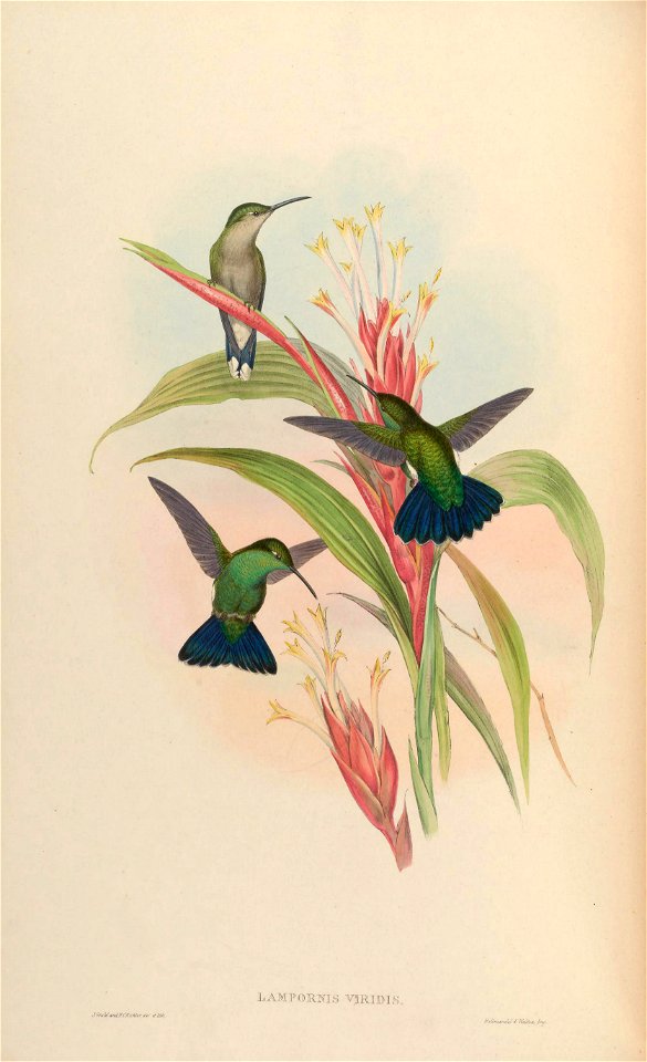 Lampornis viridis = Anthracothorax viridis [1]