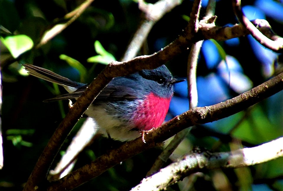 Seen at Binna Burra in the Lamington National Park, Queensland.