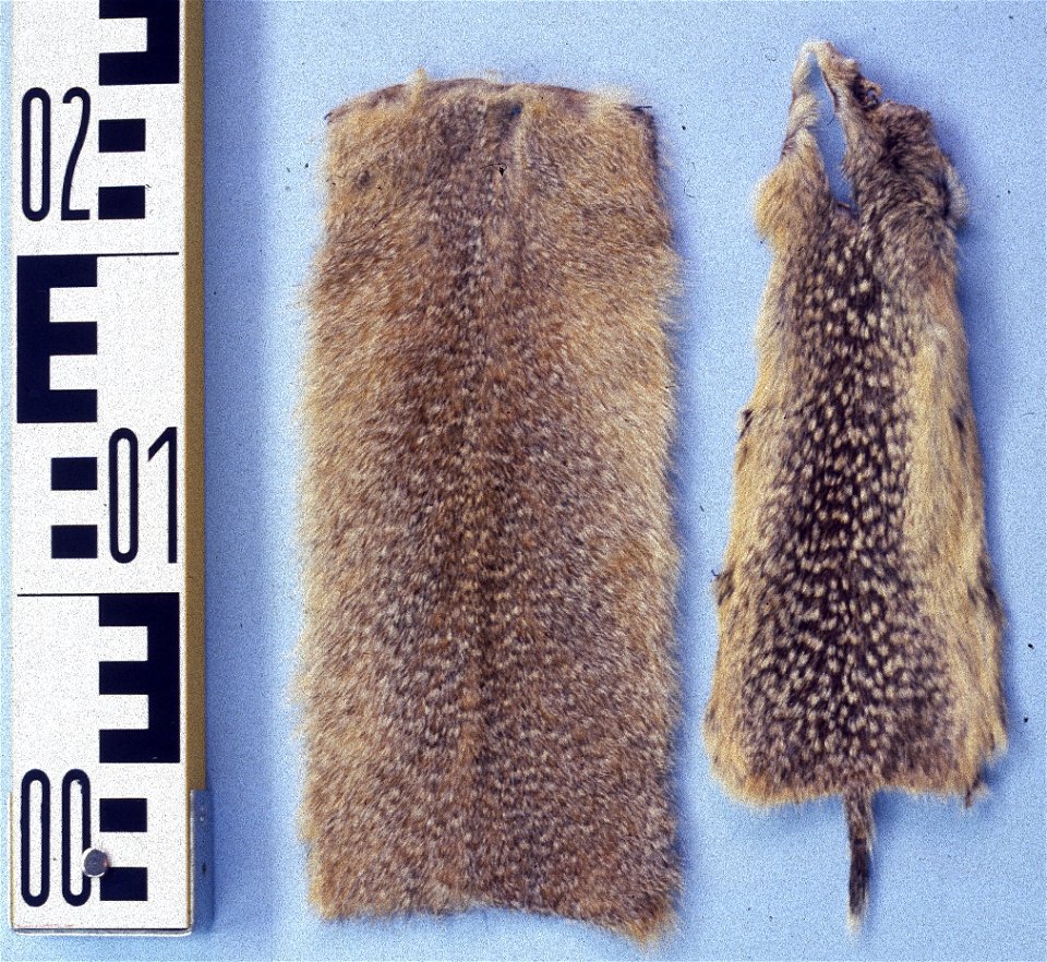 Fur skins of Long-tailed Ground Squirrel (Spermophilus undulatus) and 
Speckled Ground Squirrel (Spermophilus suslicus) from the fur skin collection, Bundes-Pelzfachschule, Frankfurt/Main, Germany