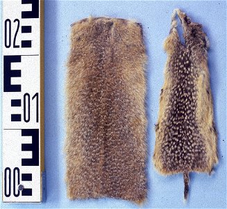 Fur skins of Long-tailed Ground Squirrel (Spermophilus undulatus) and Speckled Ground Squirrel (Spermophilus suslicus) from the fur skin collection, Bundes-Pelzfachschule, Frankfurt/Main, Germany photo
