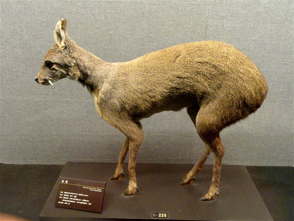 Taxidermy exhibit in the Kunming Natural History Museum of Zoology (昆明动物博物馆), Kunming, Yunnan, China.