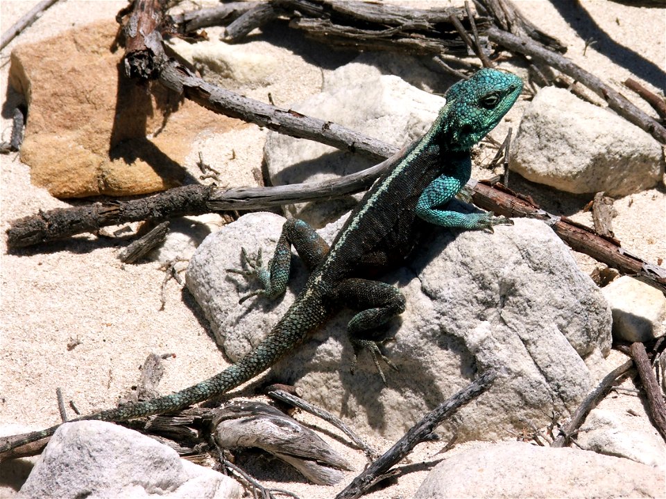 A male Southern Rock Agama or Agama atra. Photo taken on a beach in Cape Town.