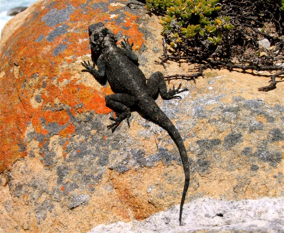 Female Agama atra. Cape town.