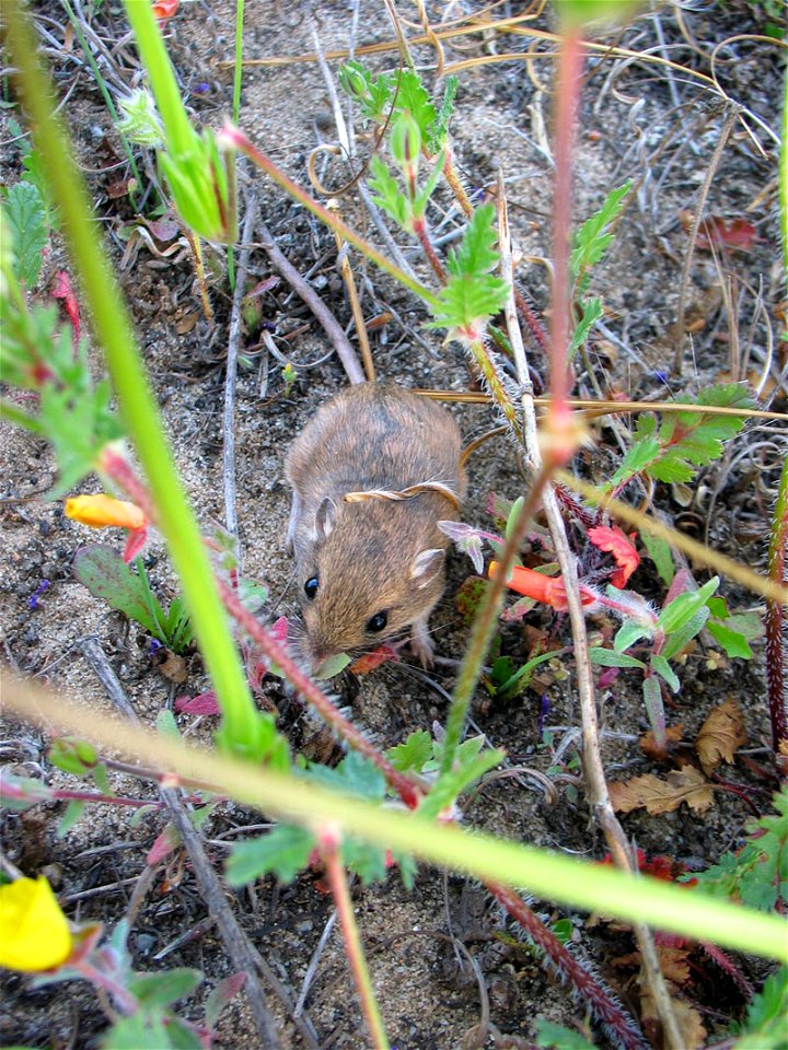 Pacific pocket mouse (Perognathus longimembris pacificus)