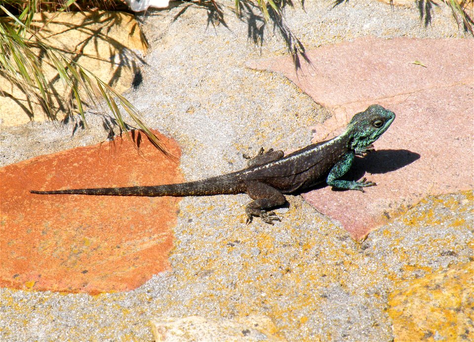 A Southern Rock Agama in Cape Town, South Africa