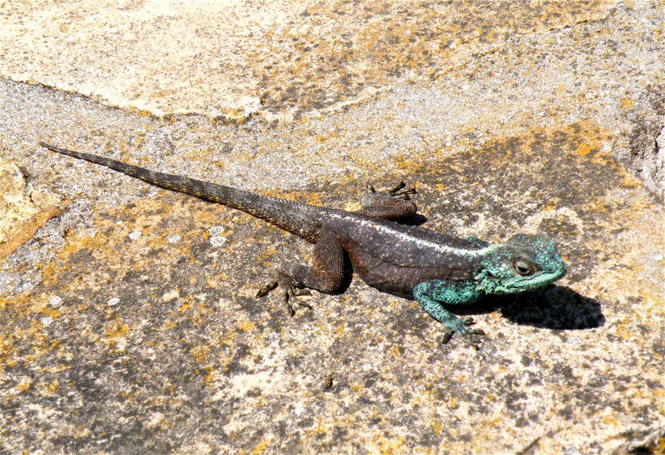 A male Agama atra. South Africa.