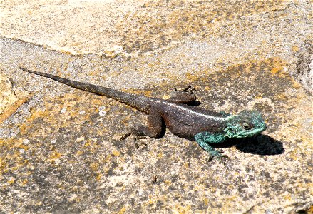 A male Agama atra. South Africa.