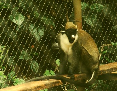 Lesser Spot-nosed Monkey (Cercocebus petaurista) at Pretoria Zoo