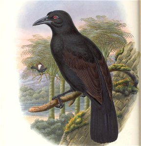 Lycocorax morotensis = Lycocorax pyrrhopterus - Monograph of the Paradiseidae, or Birds of Paradise, and Ptilonorhynchidae, or Bower-birds. v.2 (1891-1898).