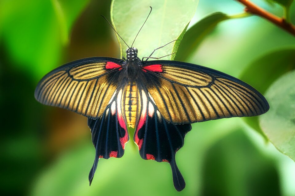 Animal summer flight insect