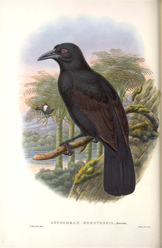 Lycocorax morotensis = Lycocorax pyrrhopterus - Monograph of the Paradiseidae, or Birds of Paradise, and Ptilonorhynchidae, or Bower-birds. v.2 (1891-1898).