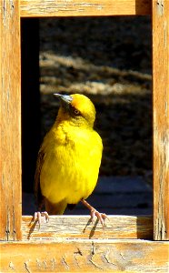 Ploceus capensis Langebaan