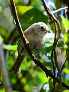 Whitehead perched on a branch