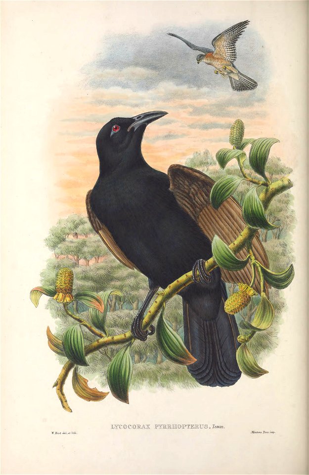 Lycocorax pyrrhopterus - Monograph of the Paradiseidae, or Birds of Paradise, and Ptilonorhynchidae, or Bower-birds. v.2 (1891-1898).