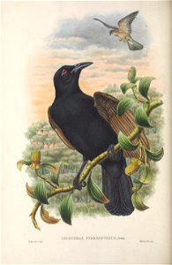 Lycocorax pyrrhopterus - Monograph of the Paradiseidae, or Birds of Paradise, and Ptilonorhynchidae, or Bower-birds. v.2 (1891-1898).