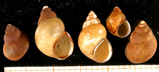 Photo of Bithynia tentaculata. Scale in mm. Locality: Schleswig-Holstein, Alster near Wurksfelder Mühle. Date: 01-April-1998.