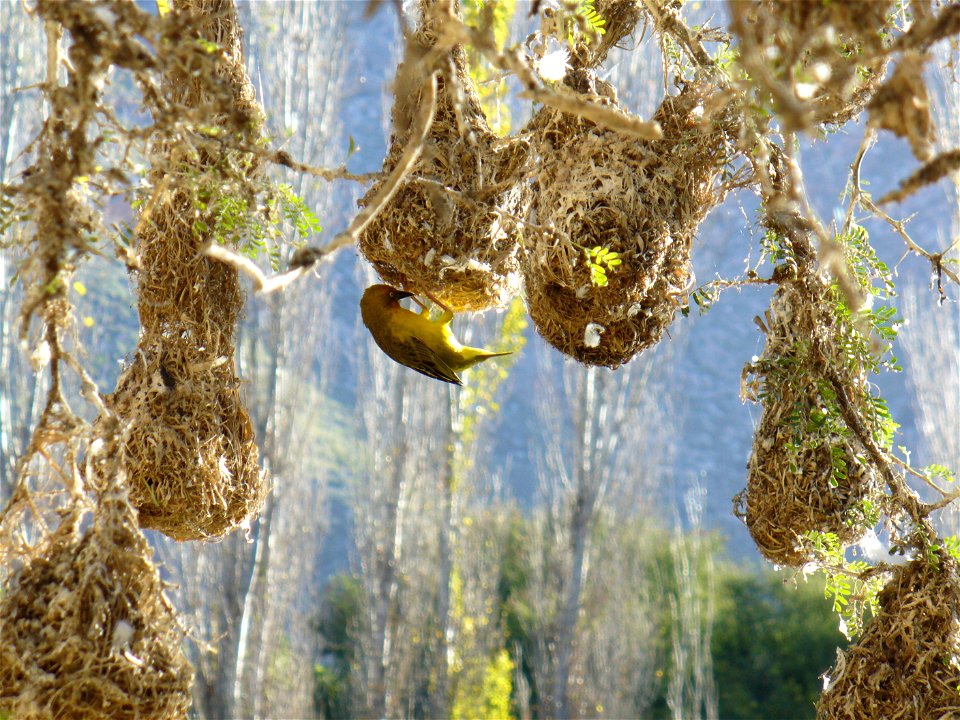Cape Weaver (Ploceus capensis) and Nests, Langebaan, Cape Province, South Africa