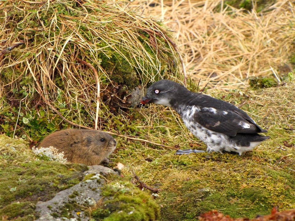 St. George Lemming and Least Auklet on St. George by Lauren Scope/USFWS