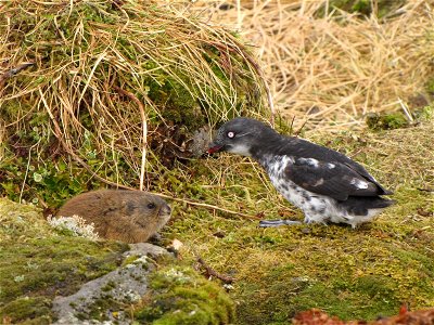 St. George Lemming and Least Auklet on St. George by Lauren Scope/USFWS
