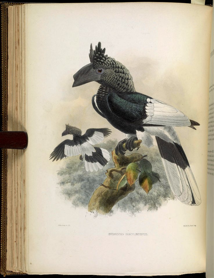 A monograph of the Bucerotidæ, or family of the hornbills.