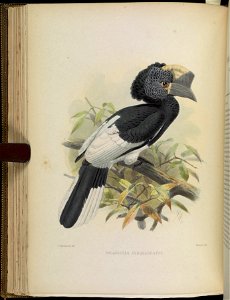 A monograph of the Bucerotidæ, or family of the hornbills.