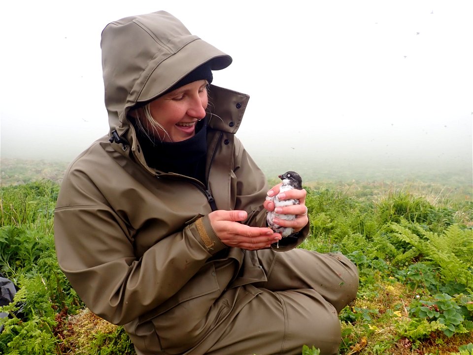Bio Tech Sarah holds a least auklet by Laney White/USFWS. St George Island, Alaska