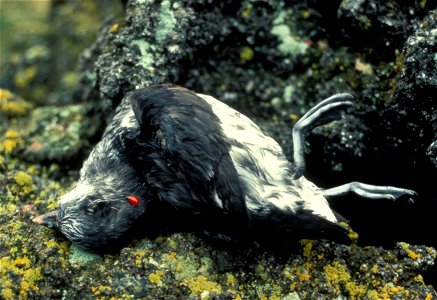Least Auklet killed by a rat photo