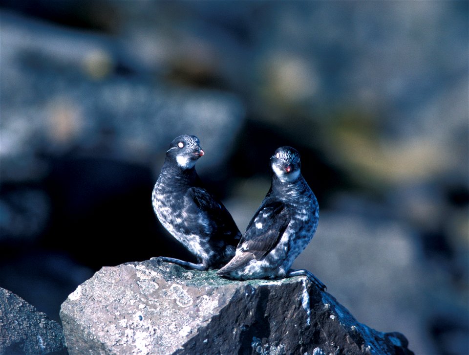 Pair of Least Auklets (Aethia pusilla)