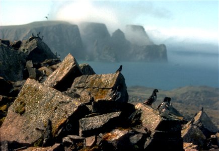 Least Auklets (Aethia pusilla) at "The Grotto", St. Matthew Island, Bering Sea, Alaska.